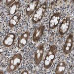 OTUD5 Antibody in Immunohistochemistry (Paraffin) (IHC (P))