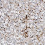 MGAT1 Antibody in Immunohistochemistry (Paraffin) (IHC (P))