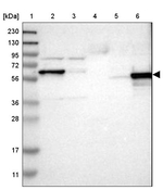 ICA1 Antibody in Western Blot (WB)