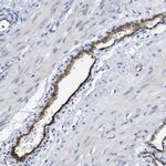 DARC Antibody in Immunohistochemistry (Paraffin) (IHC (P))
