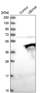 UBXN8 Antibody in Western Blot (WB)