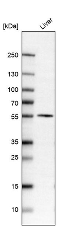 DOPA Decarboxylase Antibody in Western Blot (WB)