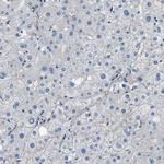 Fibrillin 1 Antibody in Immunohistochemistry (Paraffin) (IHC (P))