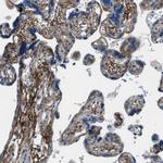 Fibrillin 1 Antibody in Immunohistochemistry (Paraffin) (IHC (P))