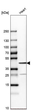 Cardiac Troponin T Antibody in Western Blot (WB)