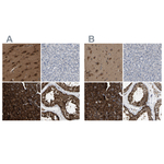 GARS Antibody in Immunohistochemistry (Paraffin) (IHC (P))