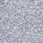 GARS Antibody in Immunohistochemistry (Paraffin) (IHC (P))