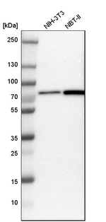 DDX41 Antibody in Western Blot (WB)