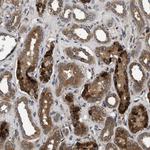 BRE Antibody in Immunohistochemistry (Paraffin) (IHC (P))