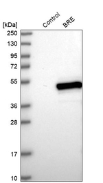 BRE Antibody in Western Blot (WB)
