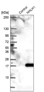 HEN1 Antibody in Western Blot (WB)
