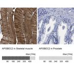 APOBEC2 Antibody