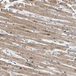 APOBEC2 Polyclonal Antibody