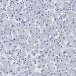 APOBEC2 Antibody in Immunohistochemistry (Paraffin) (IHC (P))