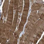 APOBEC2 Antibody in Immunohistochemistry (Paraffin) (IHC (P))