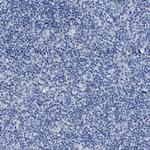 APOBEC2 Antibody in Immunohistochemistry (Paraffin) (IHC (P))