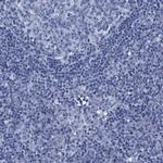 ATP6V0A4 Antibody in Immunohistochemistry (Paraffin) (IHC (P))
