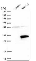 RNF141 Antibody in Western Blot (WB)