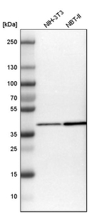 GOT2 Antibody in Western Blot (WB)