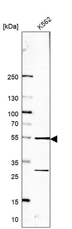 RRP1 Antibody in Western Blot (WB)