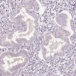 SIGLEC6 Antibody in Immunohistochemistry (Paraffin) (IHC (P))