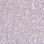 SIGLEC6 Antibody in Immunohistochemistry (Paraffin) (IHC (P))