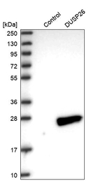 DUSP26 Antibody in Western Blot (WB)