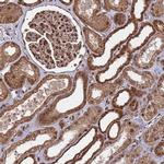 SYF2 Polyclonal Antibody