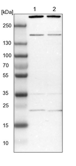 SYF2 Antibody in Western Blot (WB)