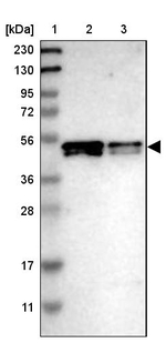 POLDIP3 Antibody in Western Blot (WB)