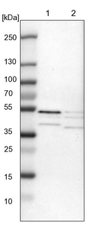 POLDIP3 Antibody in Western Blot (WB)