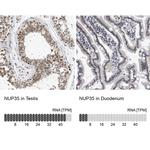 NUP35 Antibody