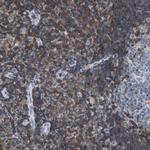 IL-16 Antibody in Immunohistochemistry (Paraffin) (IHC (P))