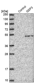 GDF3 Antibody in Western Blot (WB)