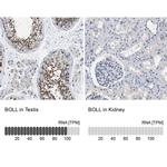 BOLL Antibody