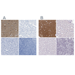 LFG Polyclonal Antibody