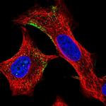 ELMO2 Polyclonal Antibody