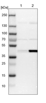 CAPG Antibody in Western Blot (WB)