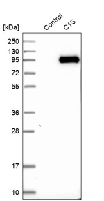 C1S Antibody in Western Blot (WB)