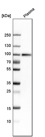 C1S Antibody in Western Blot (WB)