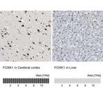 FOXK1 Antibody