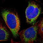 PDI Polyclonal Antibody