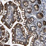 PDI Antibody in Immunohistochemistry (Paraffin) (IHC (P))