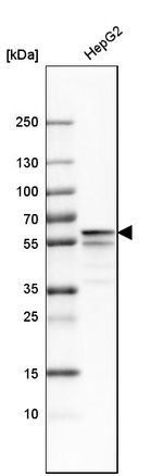PDI Antibody in Western Blot (WB)