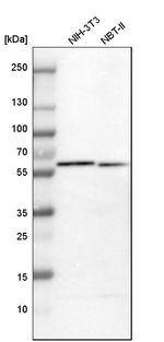 PDI Antibody in Western Blot (WB)