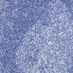 Apolipoprotein L1 Antibody in Immunohistochemistry (Paraffin) (IHC (P))