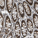 RNF12 Antibody in Immunohistochemistry (Paraffin) (IHC (P))