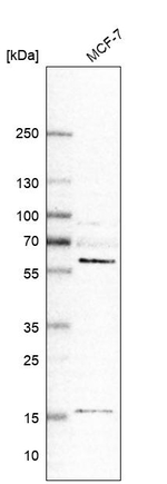 GRK6 Antibody in Western Blot (WB)