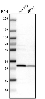 ETFB Antibody in Western Blot (WB)