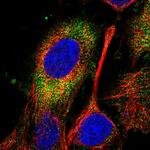 SPATC1L Antibody in Immunocytochemistry (ICC/IF)